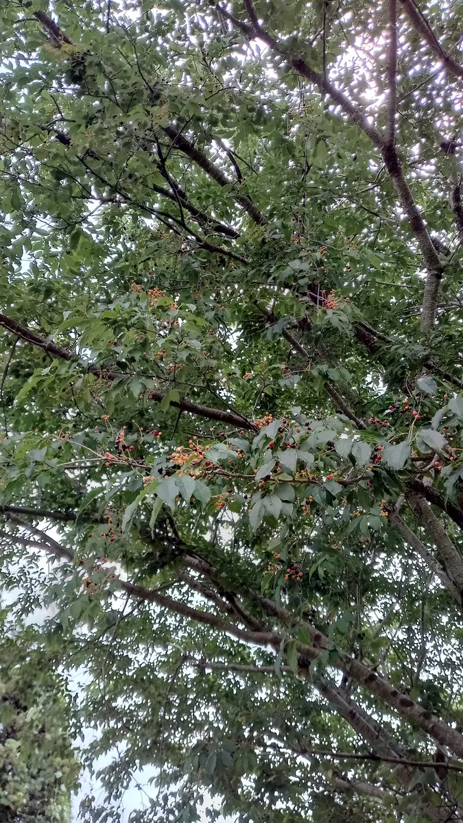 名前を教えてください。Googleの答えはちょっと違うような気が