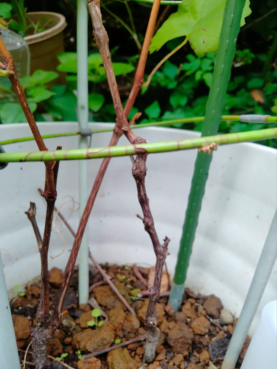 葡萄農家のぶどうの苗木】巨歩 地植え 2年生 【公式通販】