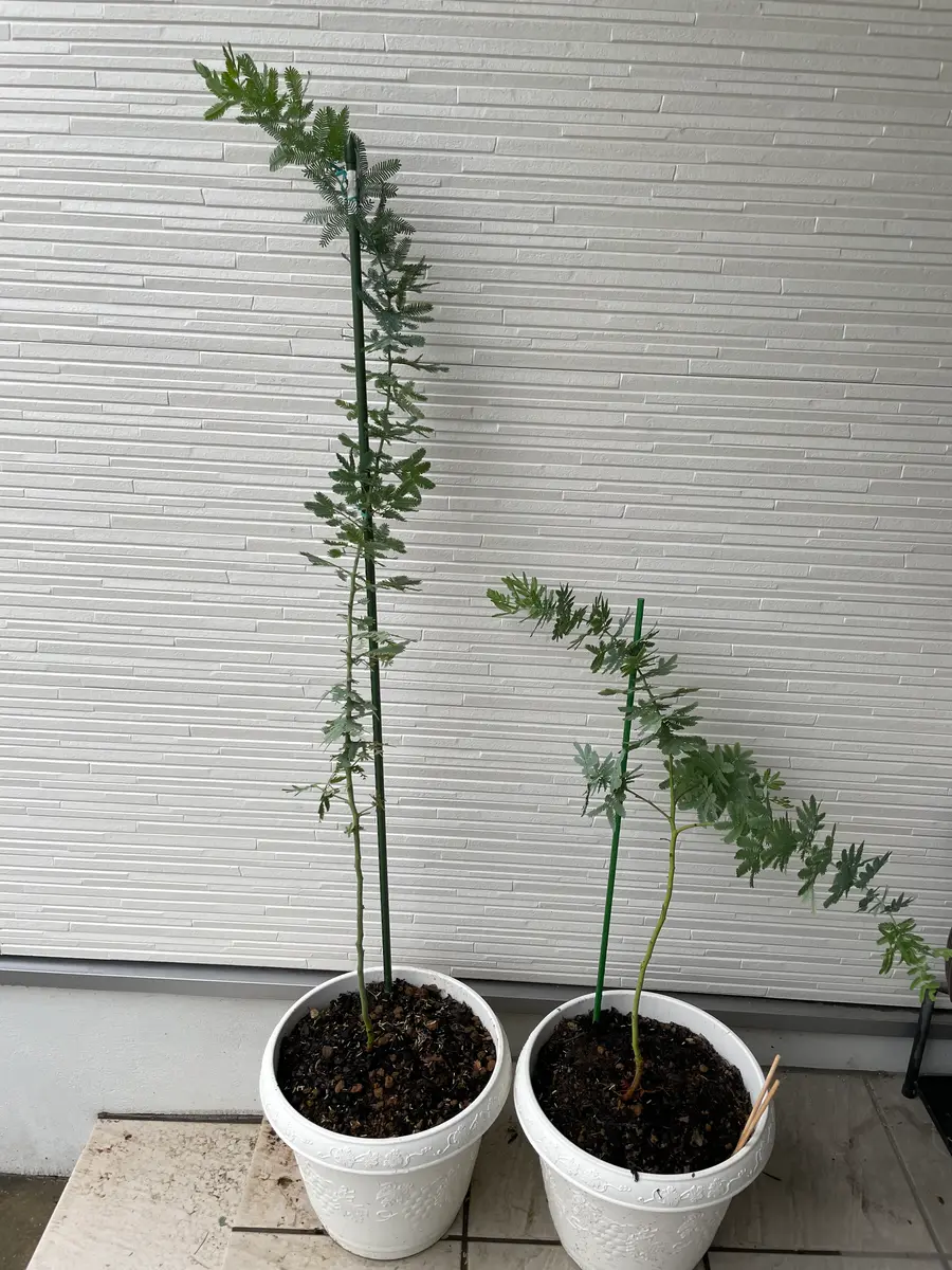 知り合いからミモザの種をもらったので去年の3月頃から育ててい