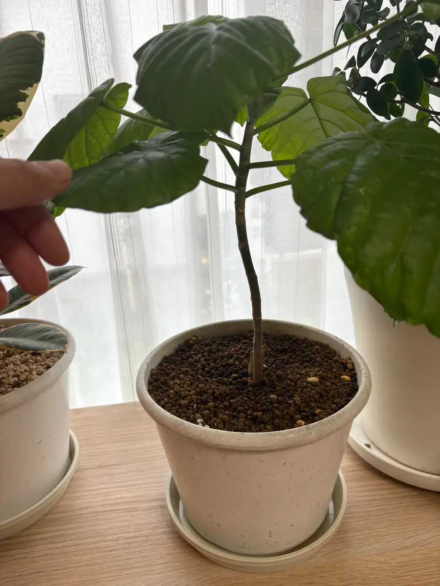 ウンベラータです。カーテン越しの窓の付近に置いてあります