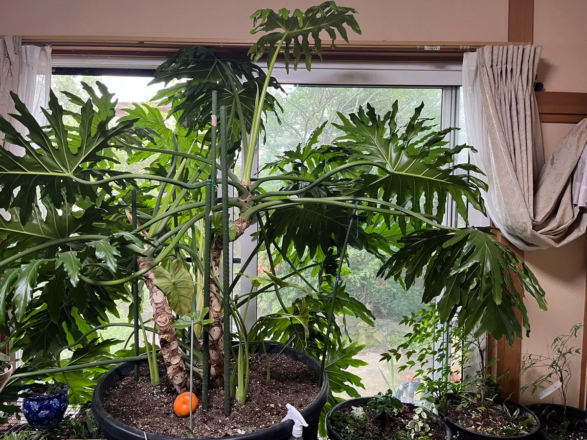 セロームA 室内観葉植物 セローム 06191 販売・通販［詳細ページ