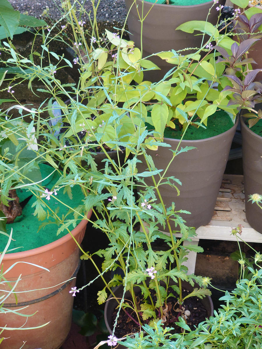 ショップで値札だけ付いていた植物です。名前がわかりません 