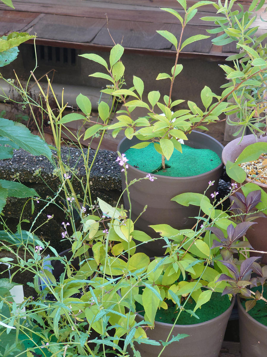ショップで値札だけ付いていた植物です。名前がわかりません 