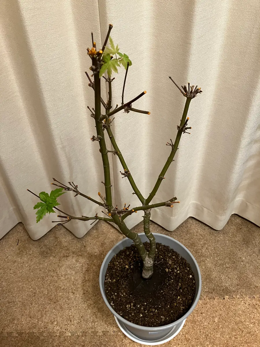 追記鉢植えもみじ エアコンは暑い時は不在時もつけてます。)｜園芸