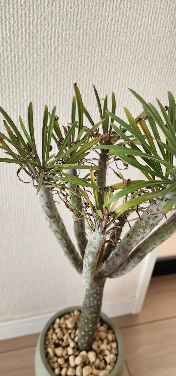 はじめまして、こんにちは。まだ園芸初心者です。お手柔らかに