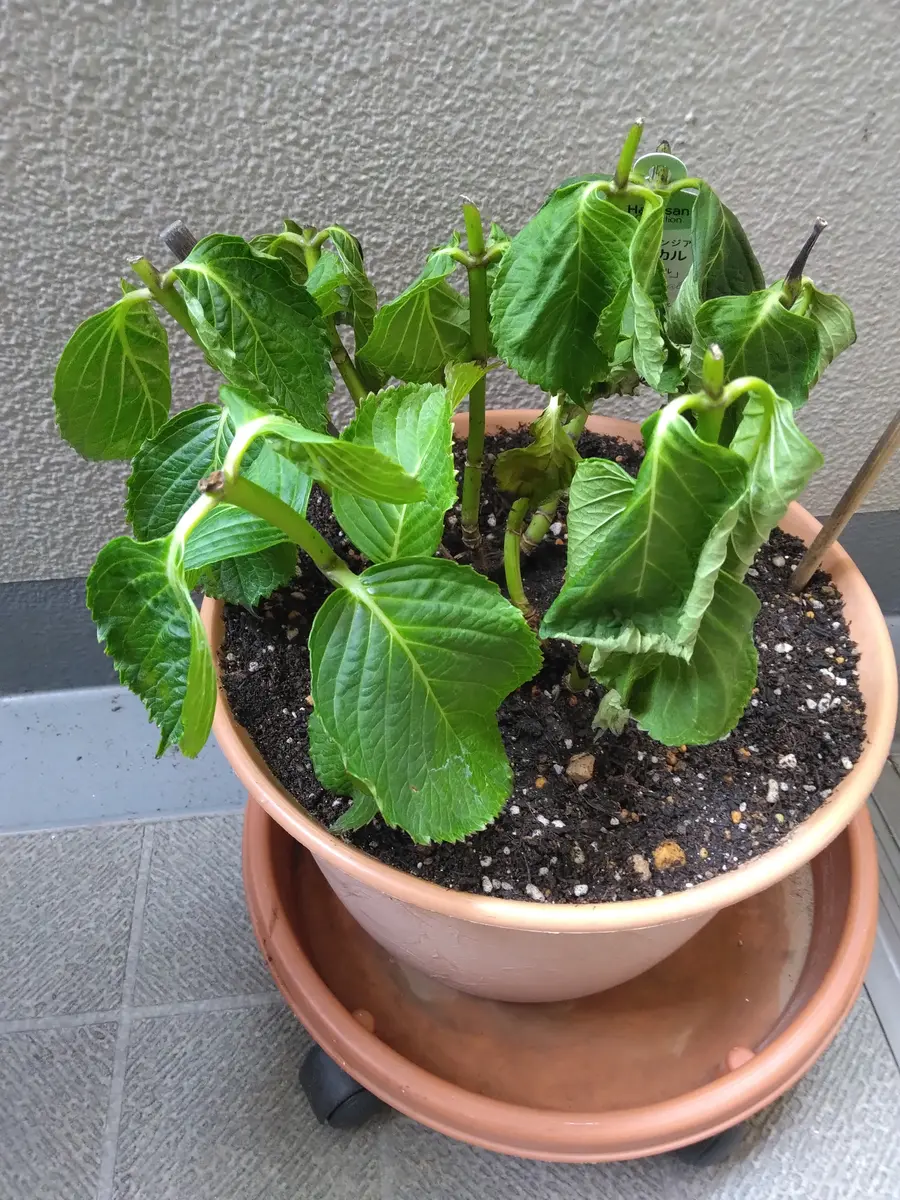 紫陽花で質問です今月の頭に頂き物の紫陽花ですが、鉢が小さい