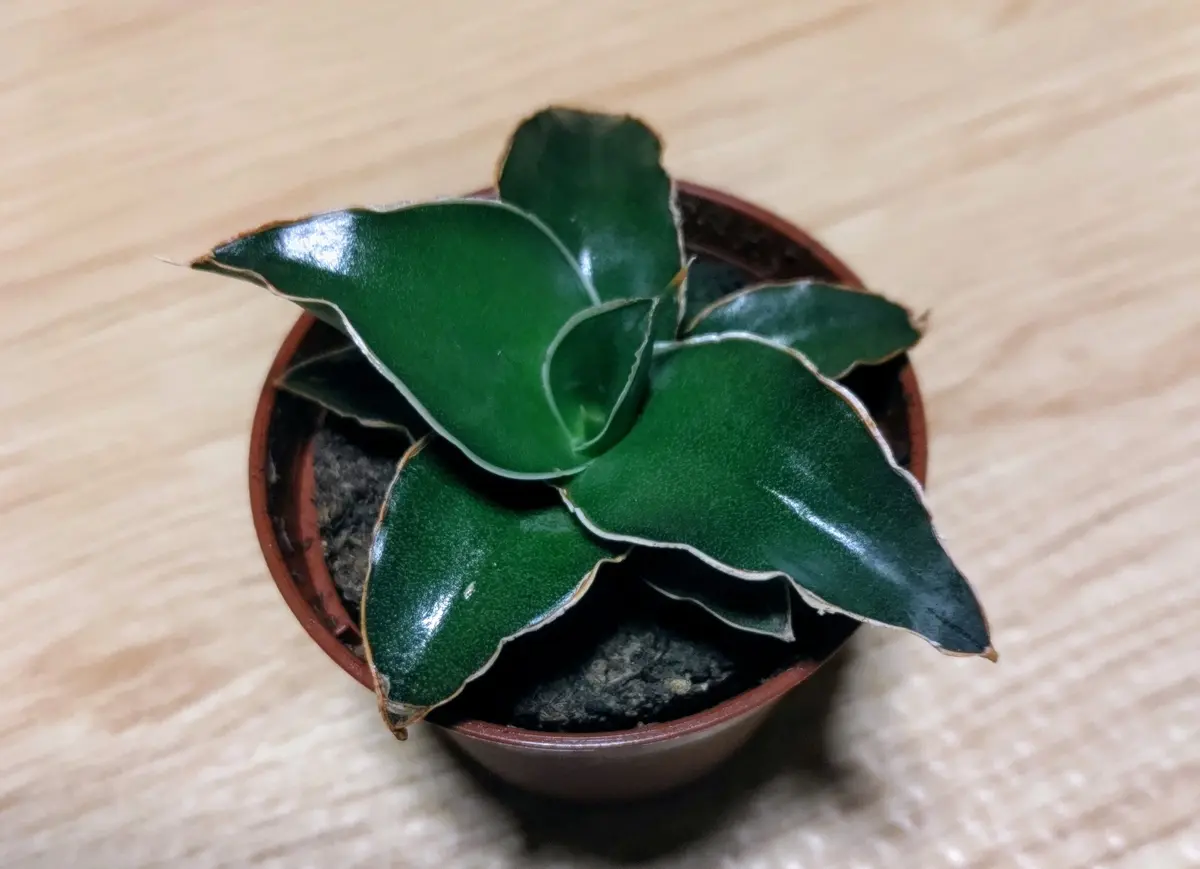 EMP サンセベリア スリ パトゥム Sri pathum / SA351 EMP サンセベリア スリ パトゥム Sri pathum / SA351 観葉植物