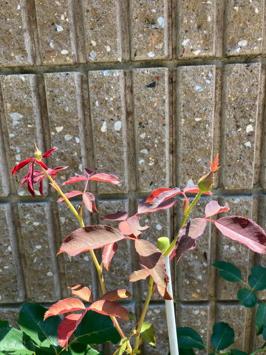 挿木3年目　蕾付き　紅 バラ初心者🔰です。今年新芽の出かかった挿木を譲り受けました