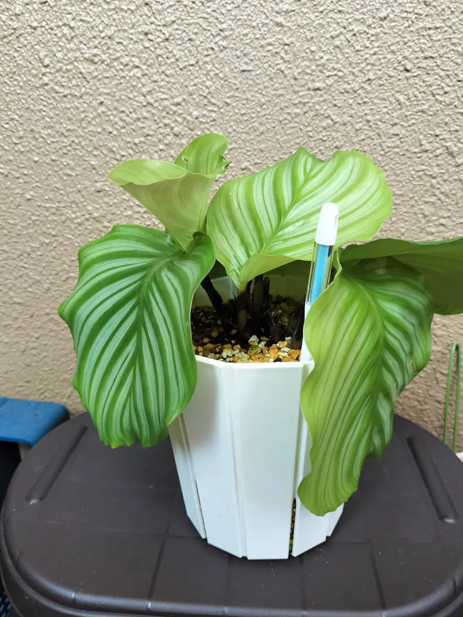 カラテアオルビフォリアについて質問です。現在の状態は1枚目