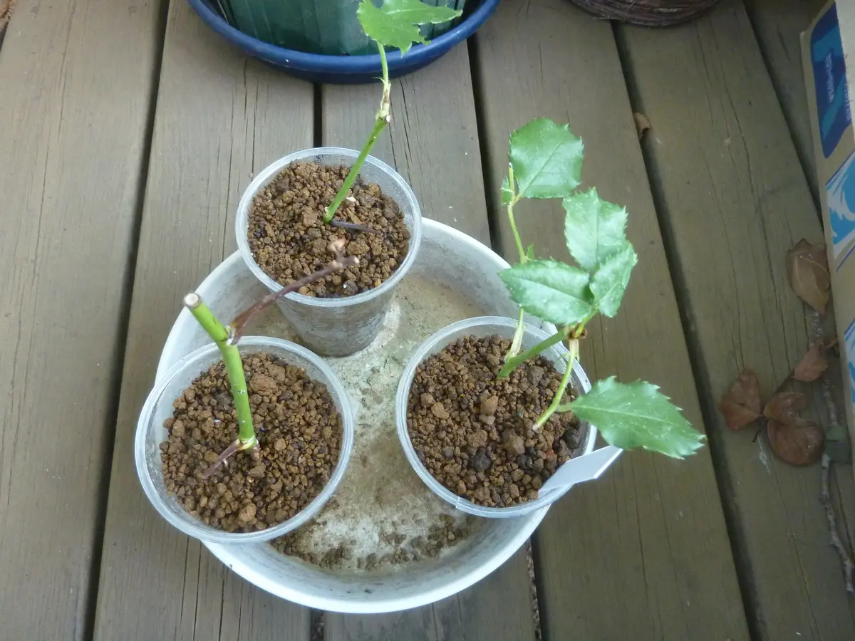 バラの挿し木について6月24日に質問させていただき、たくさんの