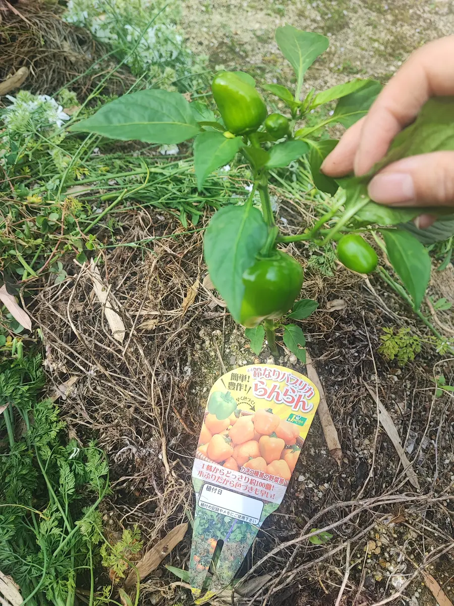 落花生 枝豆 違い