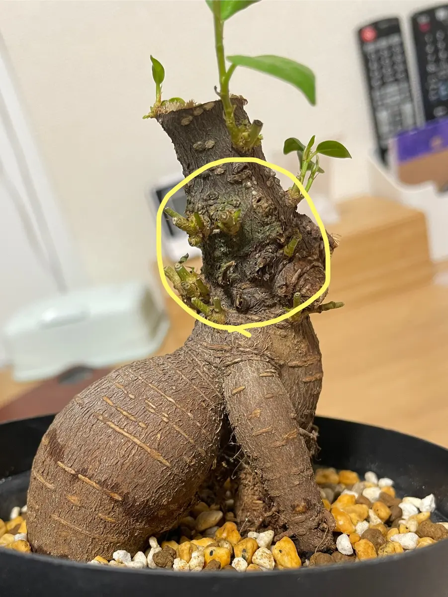 ガジュマル観葉植物 太い幹 緑色の葉 ガジュマルの幹がうっすら緑っぽいのですが、カビか何かでしょ