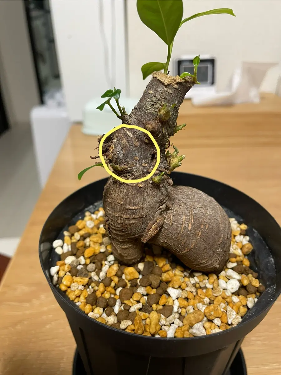 ガジュマル観葉植物 太い幹 緑色の葉 どっしりと絡みつく幹が特徴のガジュマル | 青山フラワーマーケット