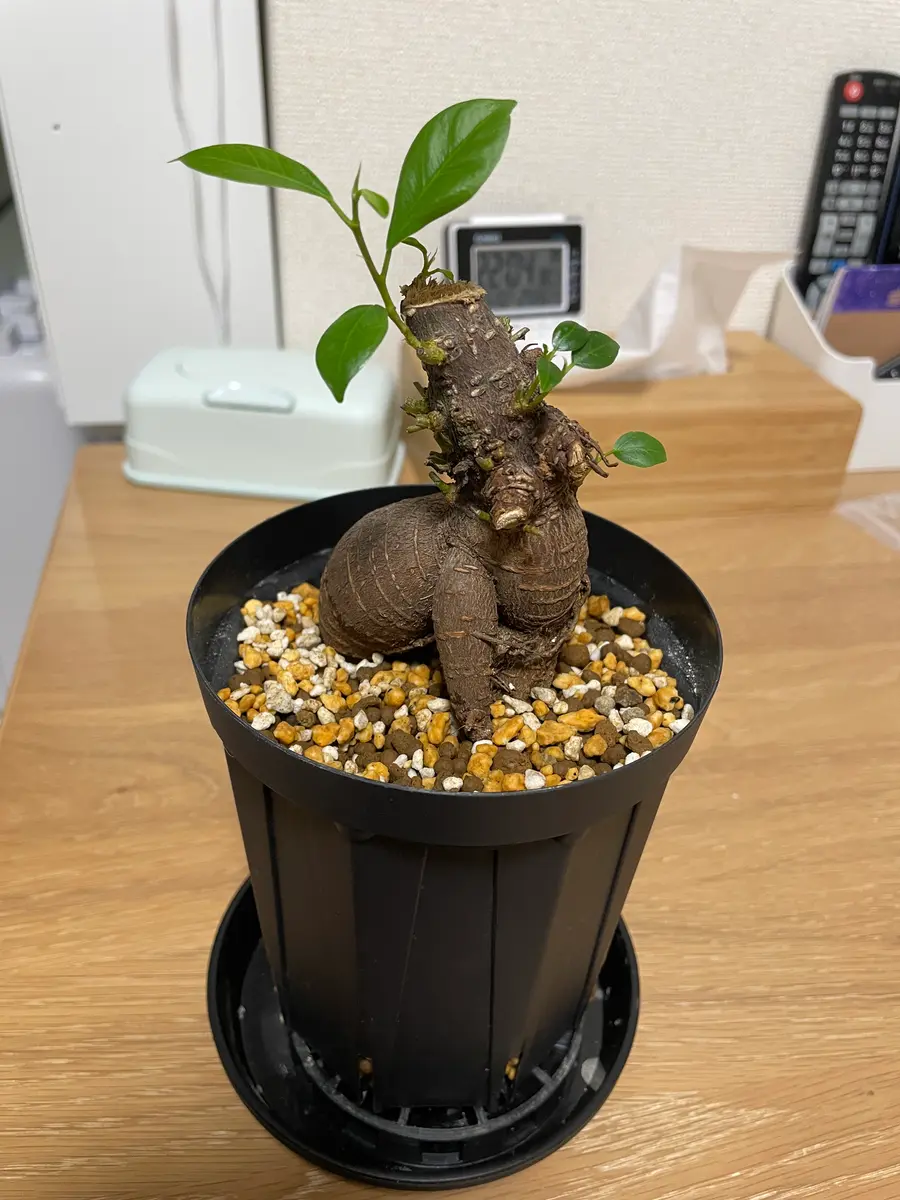 ガジュマルの幹がうっすら緑っぽいのですが、カビか何かでしょ