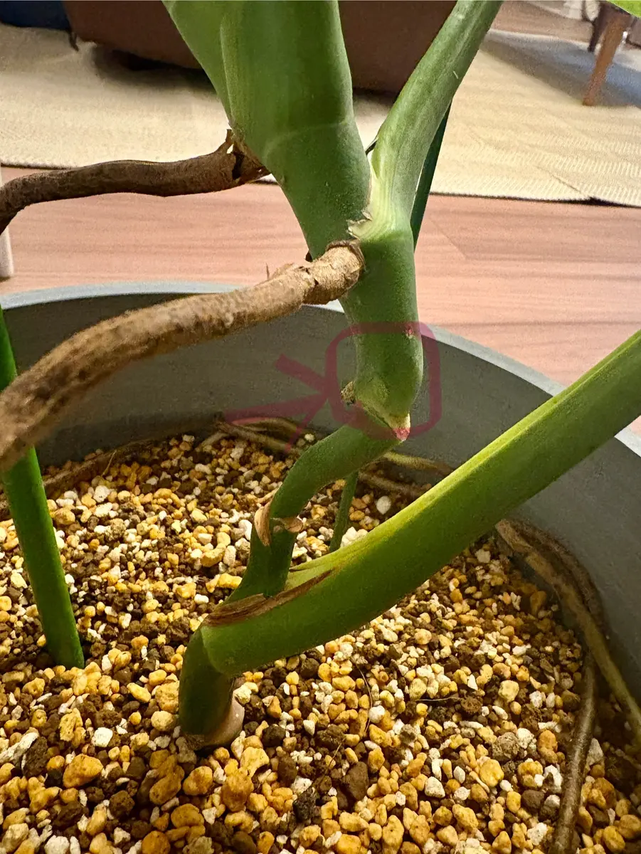 モンステラの茎について。先日は質問に答えてくださったみなさ