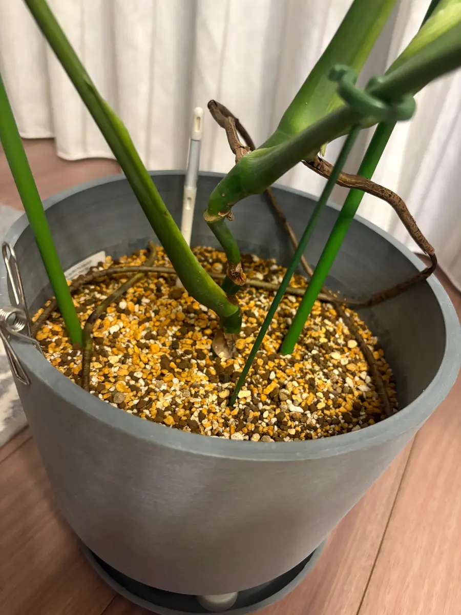 モンステラの茎について。先日は質問に答えてくださったみなさ