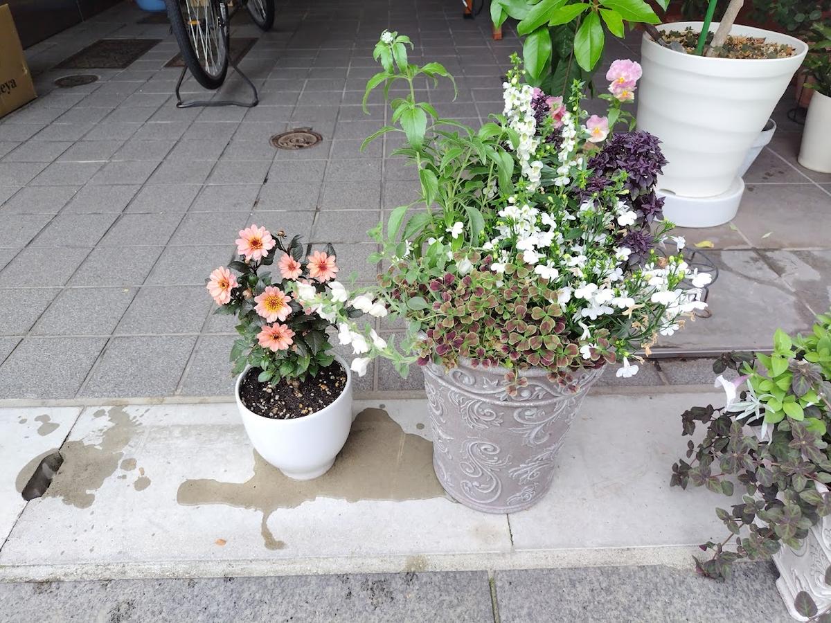 寄せ植えにしていた花がひと通り咲き終わったあと、この半月ほ