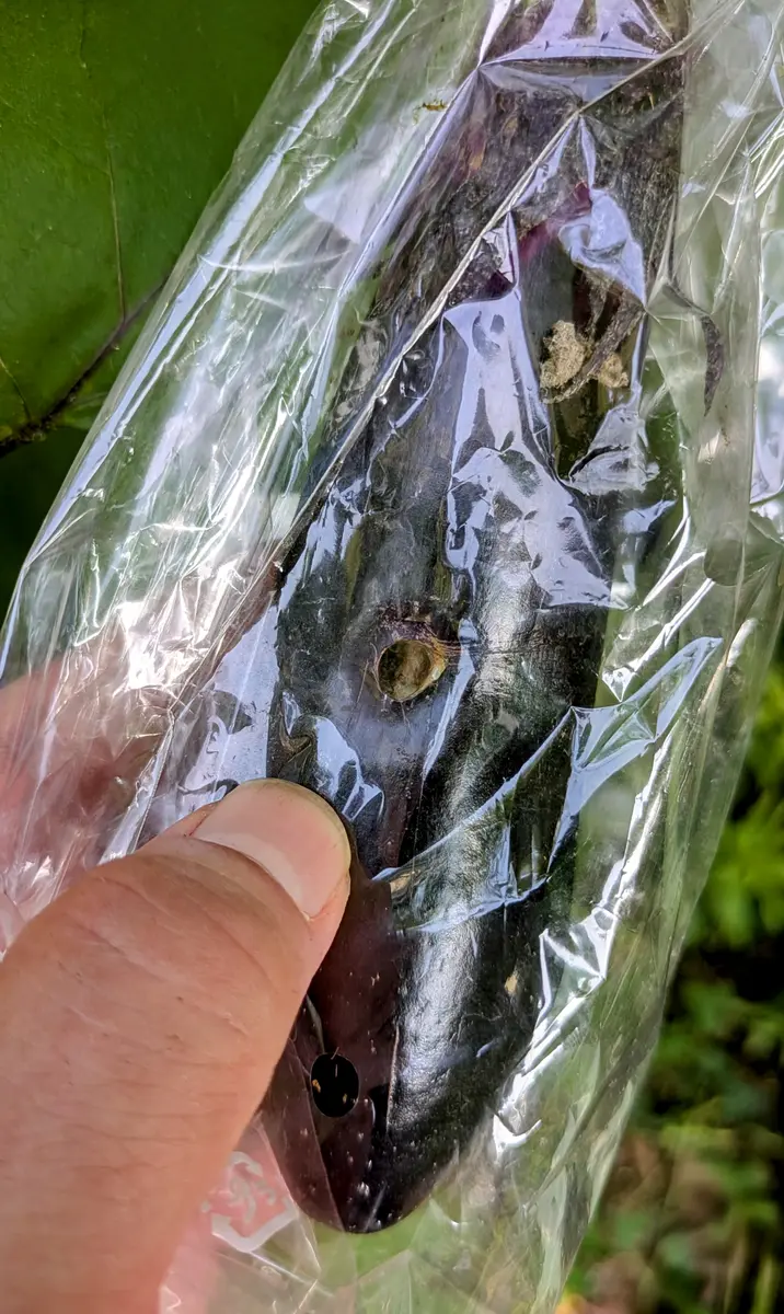 落ちてる茄子 Eggplant] Don't remove them! If you can get them through the