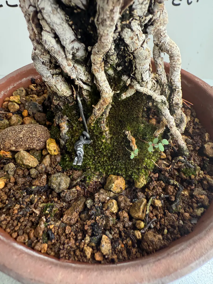 1年ほど前から、ベランダで赤松を育てています。高さのある台｜園芸