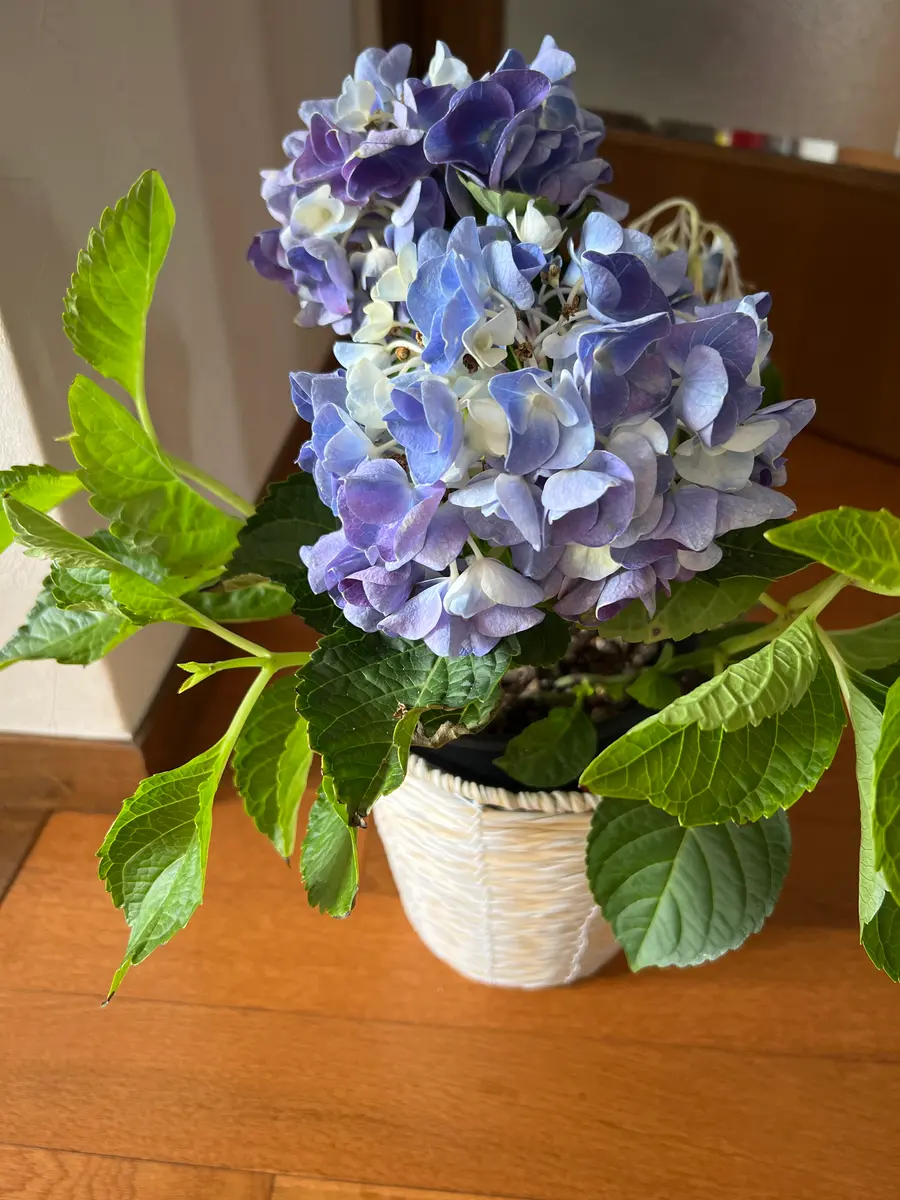 さとです。紫陽花  3点