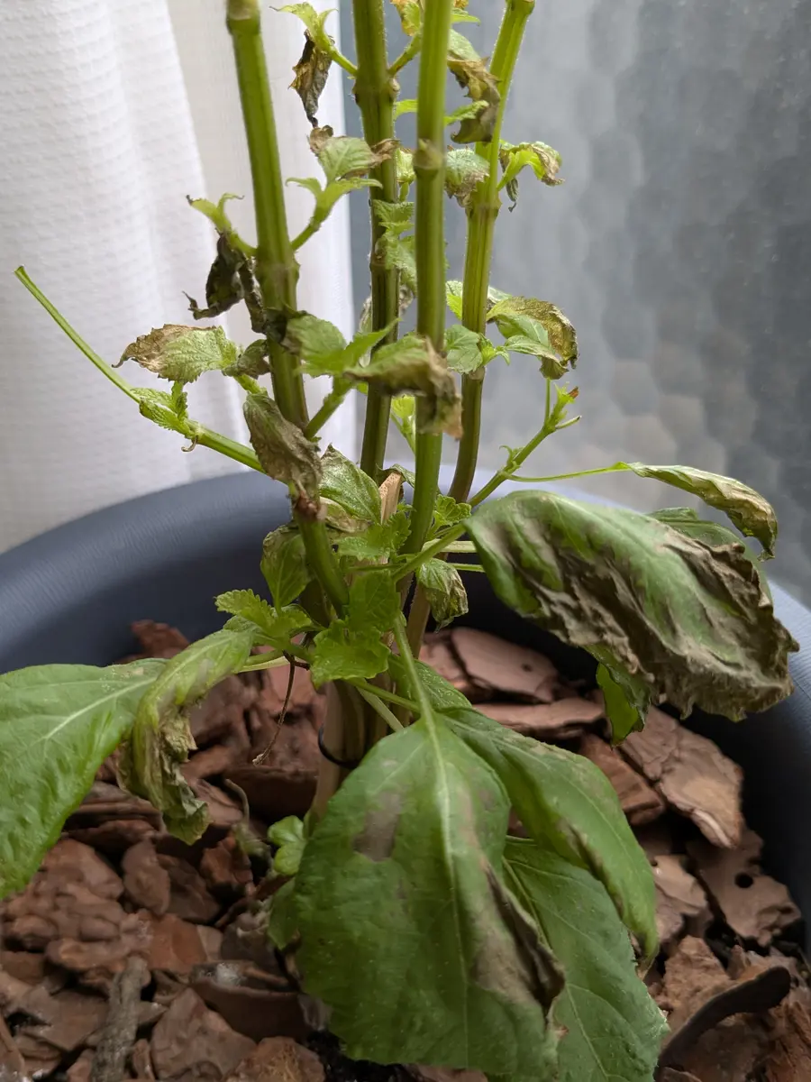 シソの苗を2025年5月から植えて育てています。6月下旬あたり｜園芸