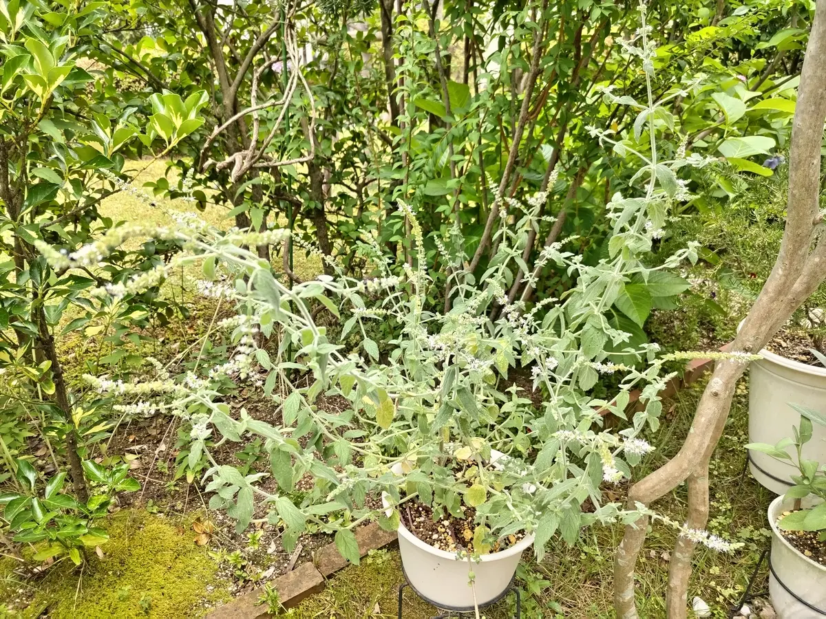 購入するときラベルがなかったので、お店の人に聞いたら「コモ