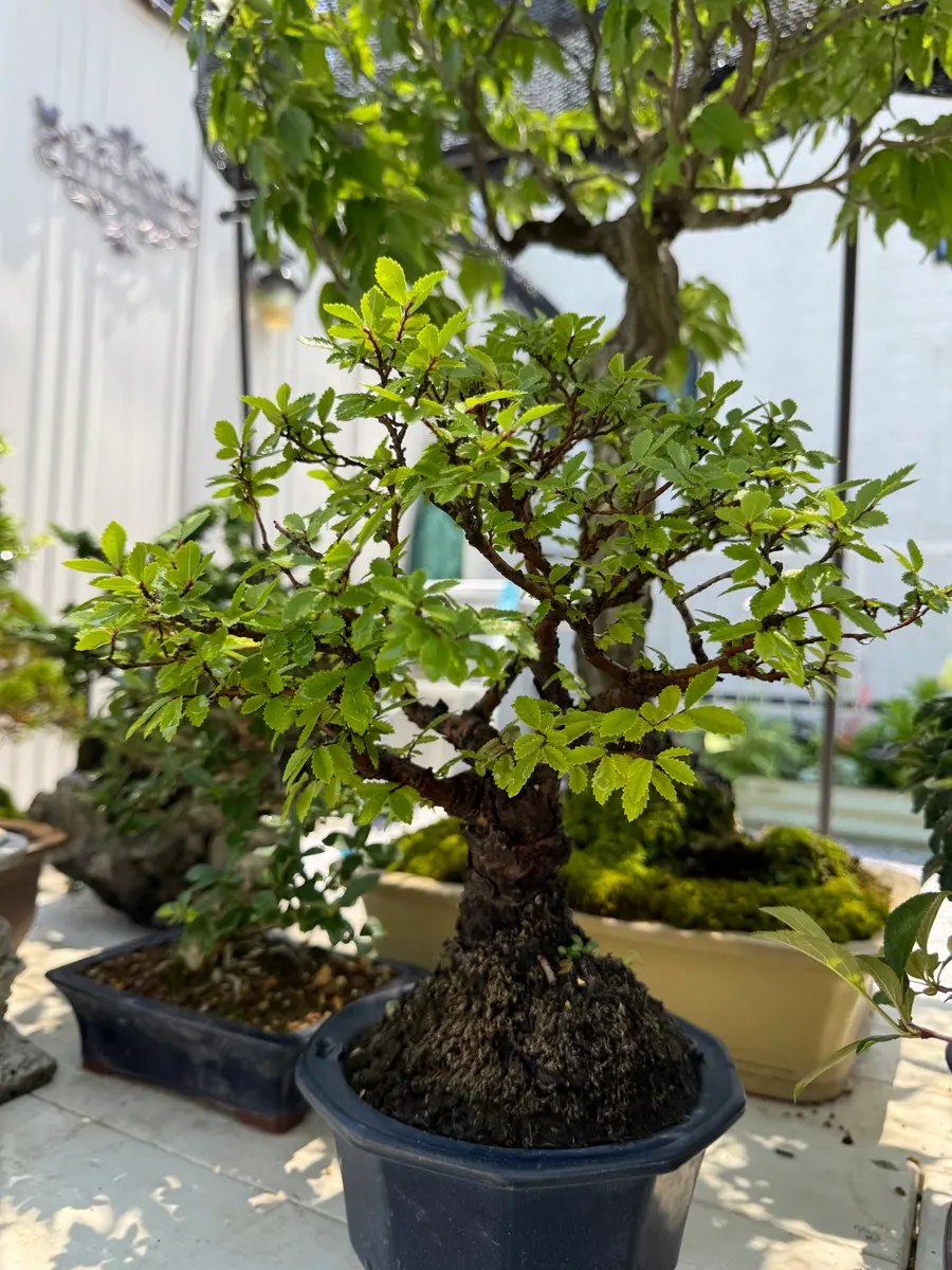 ケヤキの盆栽について。2枚目の写真が3日前の様子です。1｜園芸