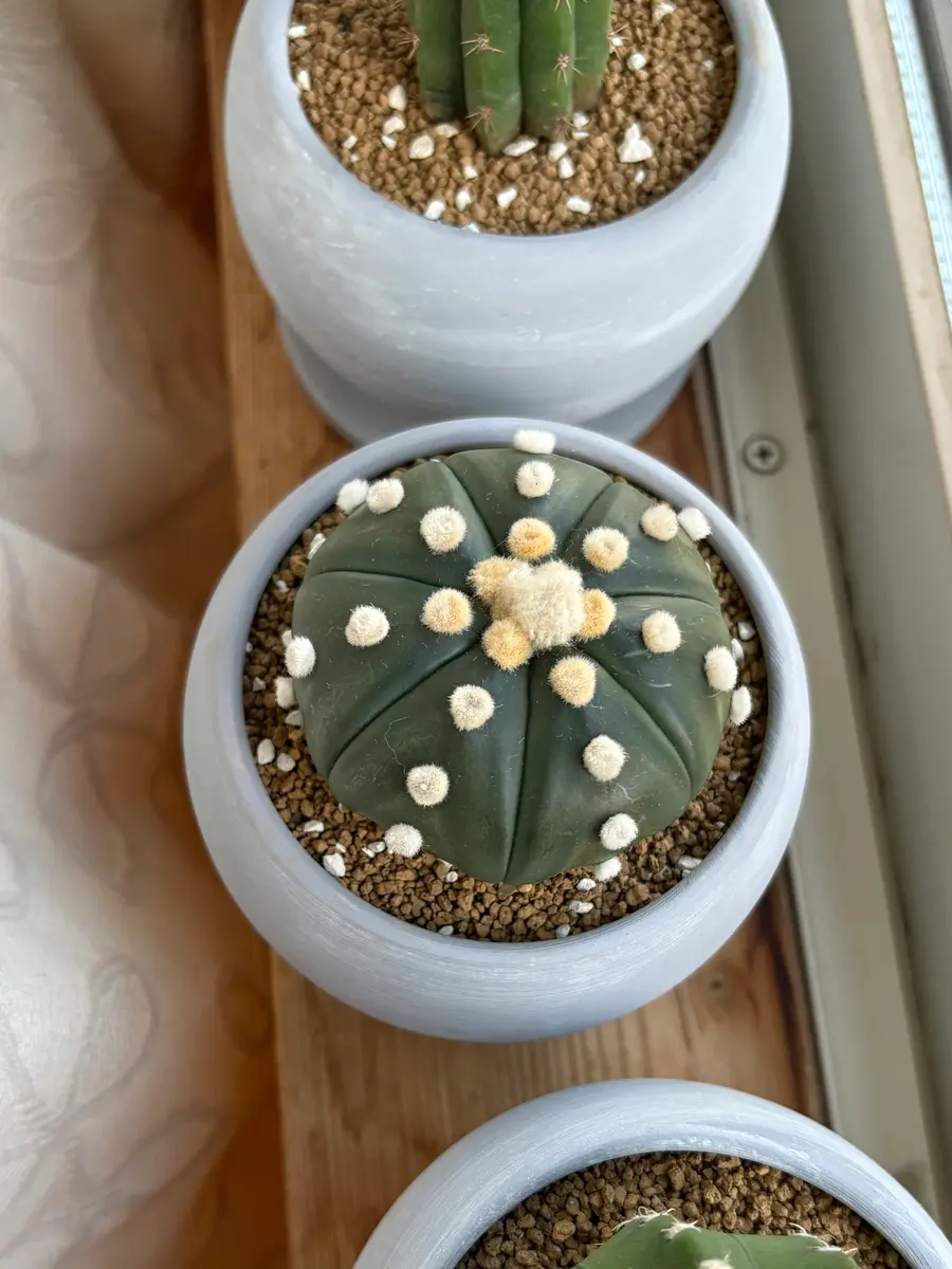 サボテン初心者ですこの瑠璃兜の状態がわかる方教えてくださ｜園芸