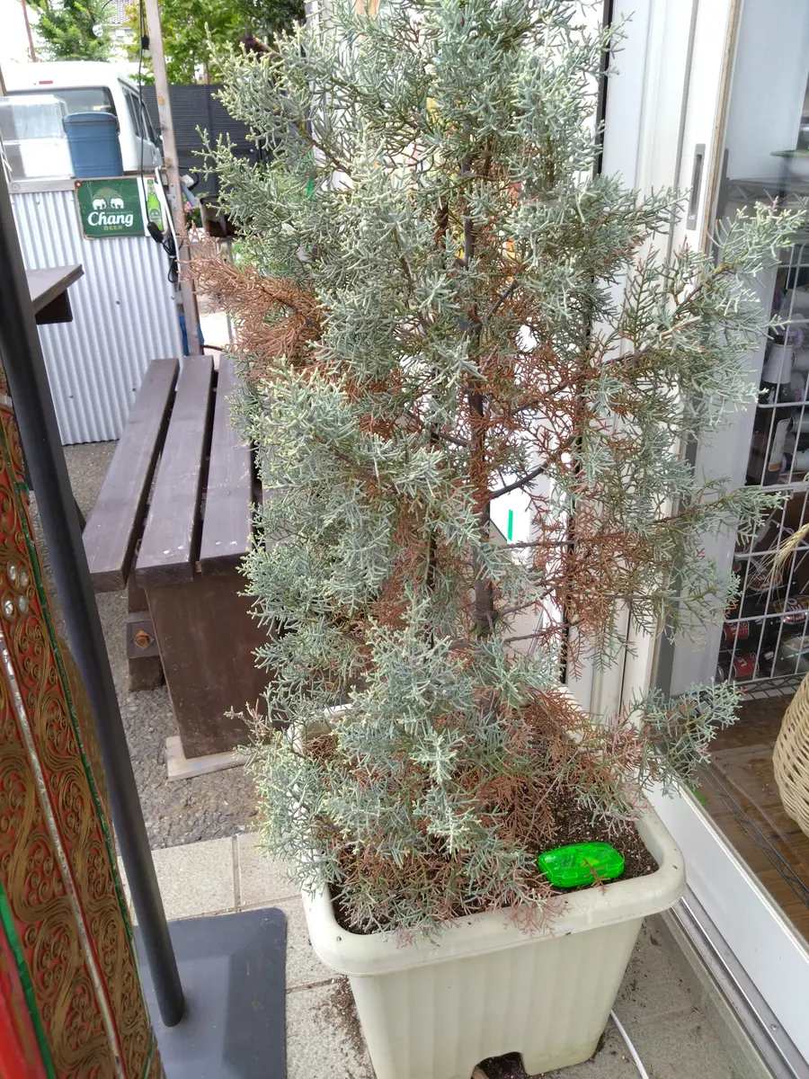 大きめの鉢に植えられた1m30cmくらいのコニファーです。どうに