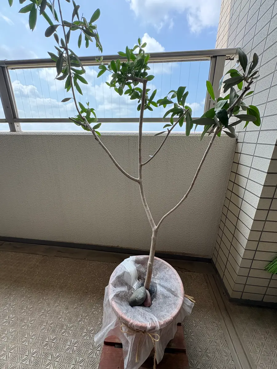 こんにちは いつもご回答いただきありがとうございます。今回｜園芸