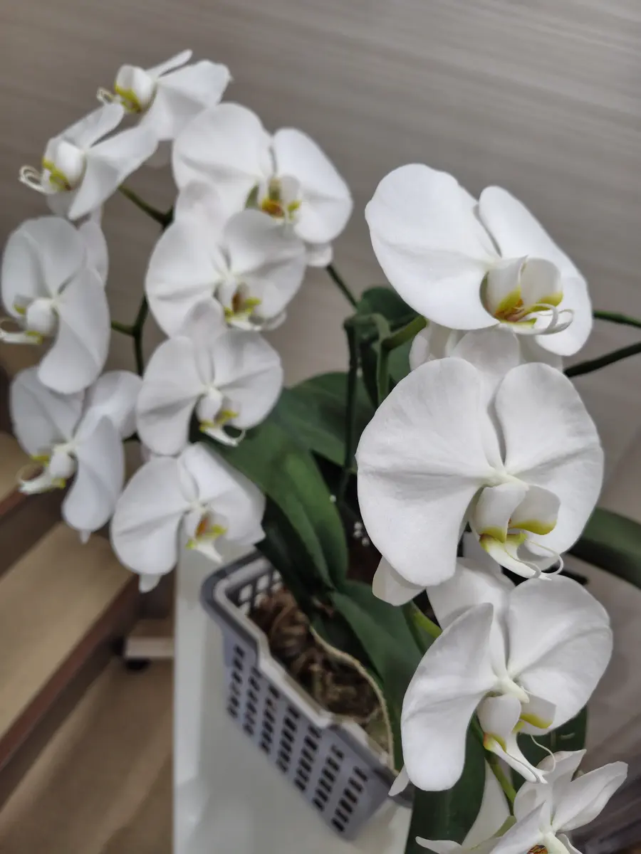 昨年職場に頂いた胡蝶蘭を育て今年4月の中頃から開花し始め、5