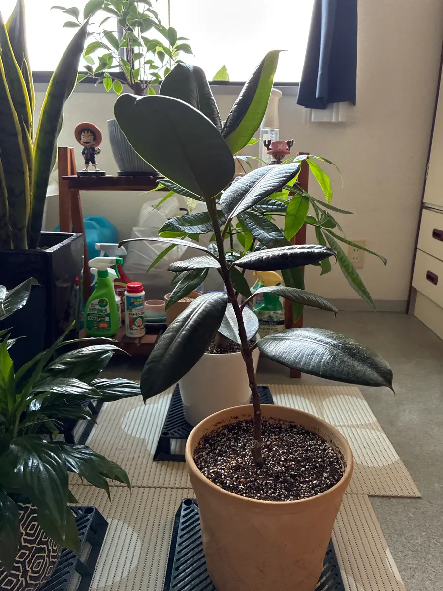 ゴムの木 ゴムノキ インドゴムノキ 80cm 運気UP ⭐️ 送料別途】ゴムの木1.25: ゴムの木