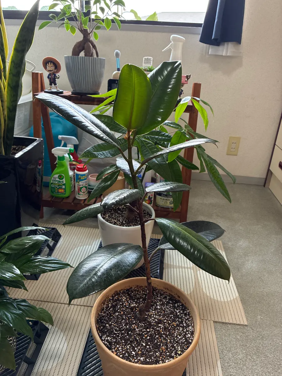 我が家のゴムの木です。新しい葉は次々と出てくるのですが下の 我が家のゴムの木です。新しい葉は次々と出てくるのですが下の