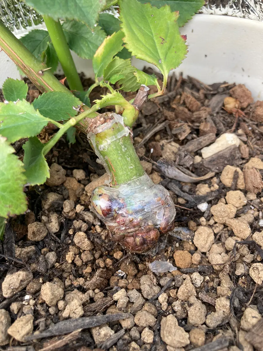 バラの癌腫について教えていただきたいです。今年の4月に新苗｜園芸