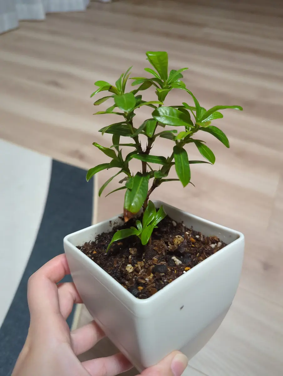 1年前、観葉植物としてホームセンターで100円で購入してきまし