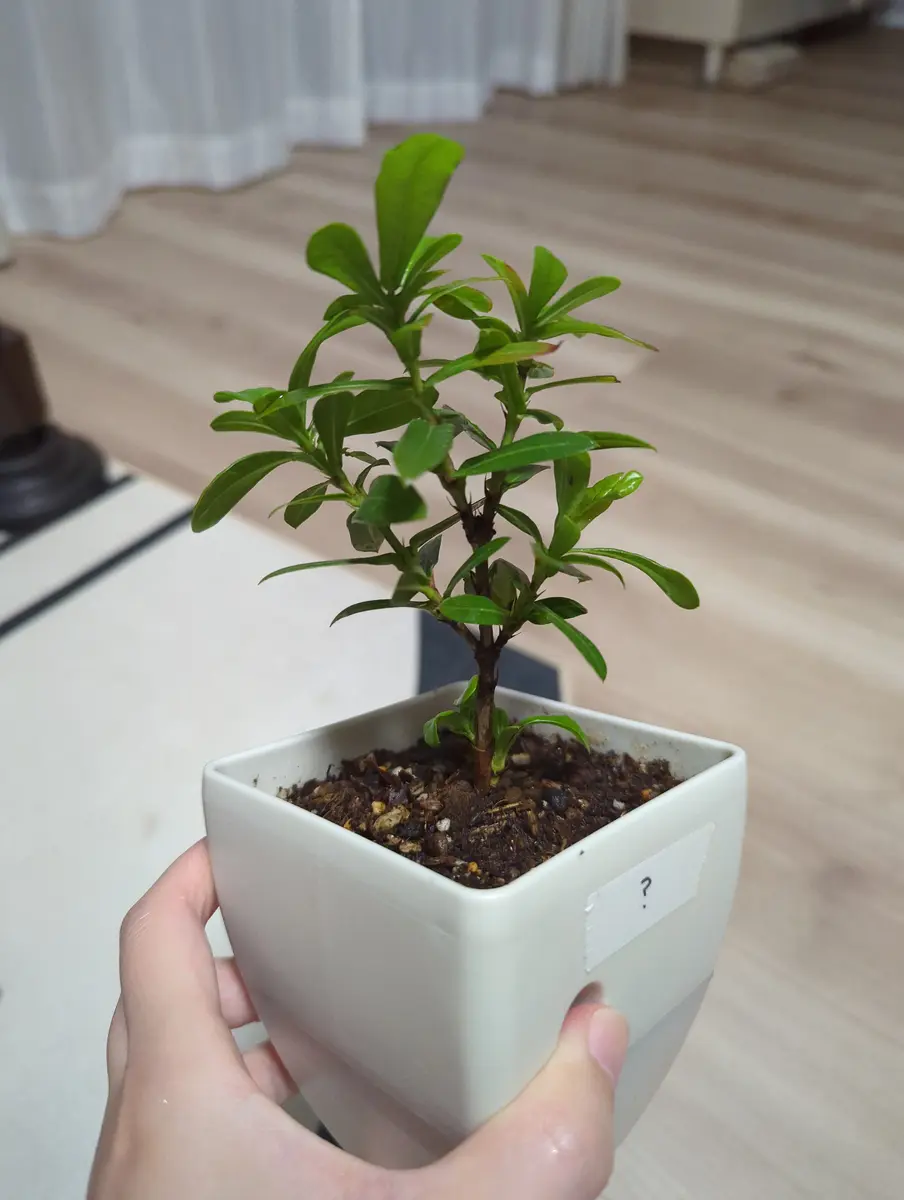 1年前、観葉植物としてホームセンターで100円で購入してきまし