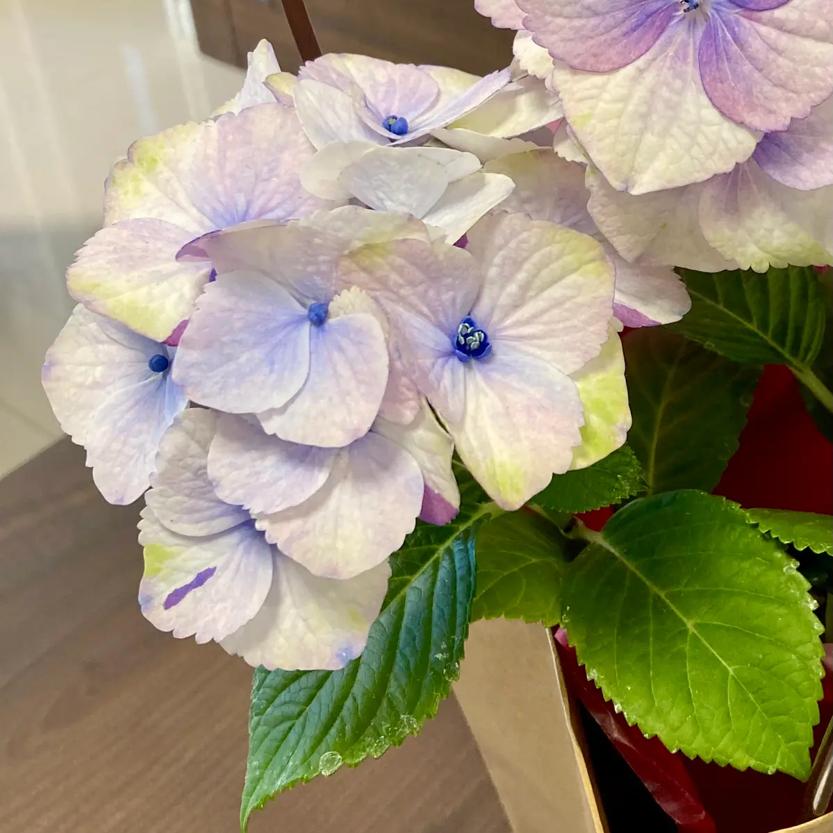 紫陽花苗5号鉢【来季用】/底面給水 紫陽花苗5号鉢【来季用】/底面給水 植物を育てるのが初めての