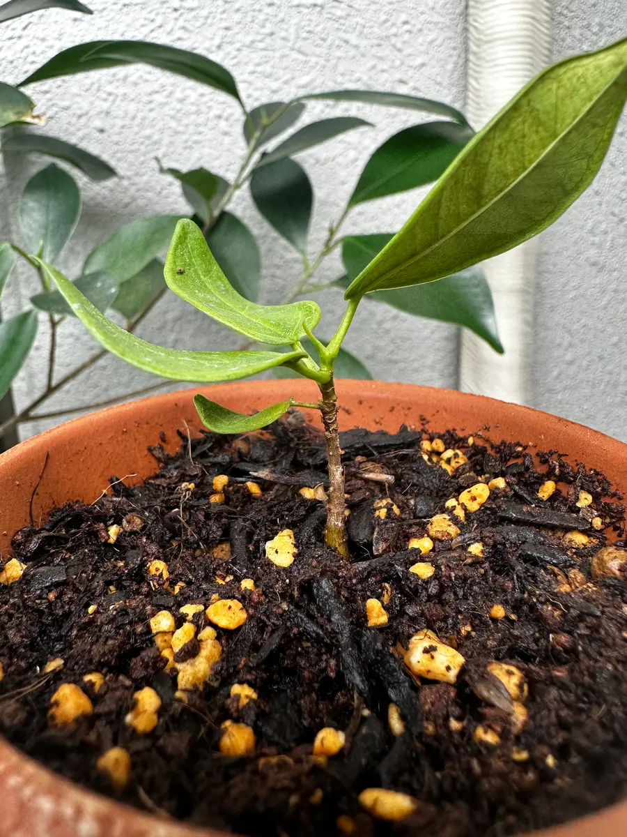 実苗の芽が出たガジュマルを1ヶ月前に購入し、植え替えを行っ｜園芸