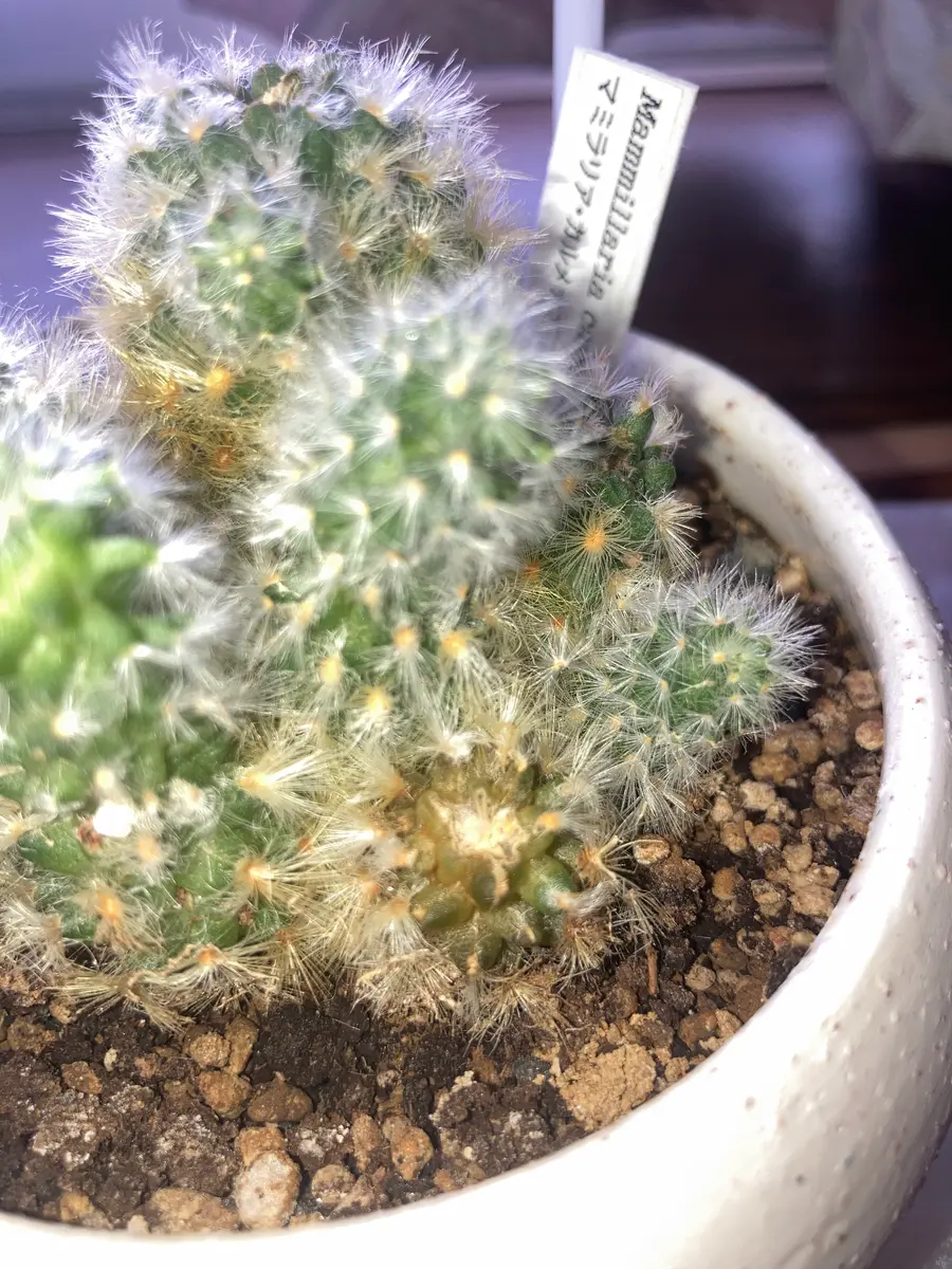 マミラリア・カルメナエを1年半ほど育てているのですが、今日色