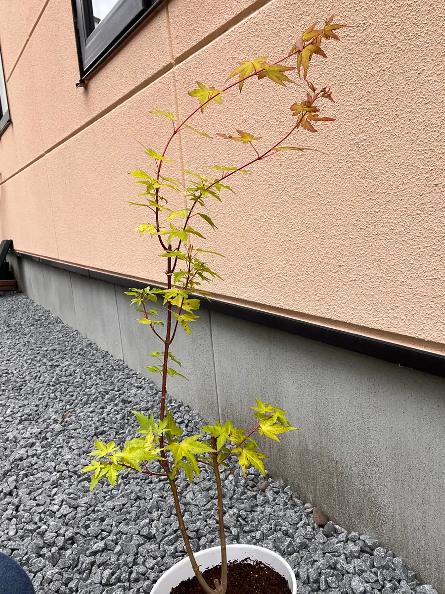 見事！ただ見事！根上がりイロハモミジ。 イロハモミジが見事に色づきました | niwary | 彦根・長浜・米原