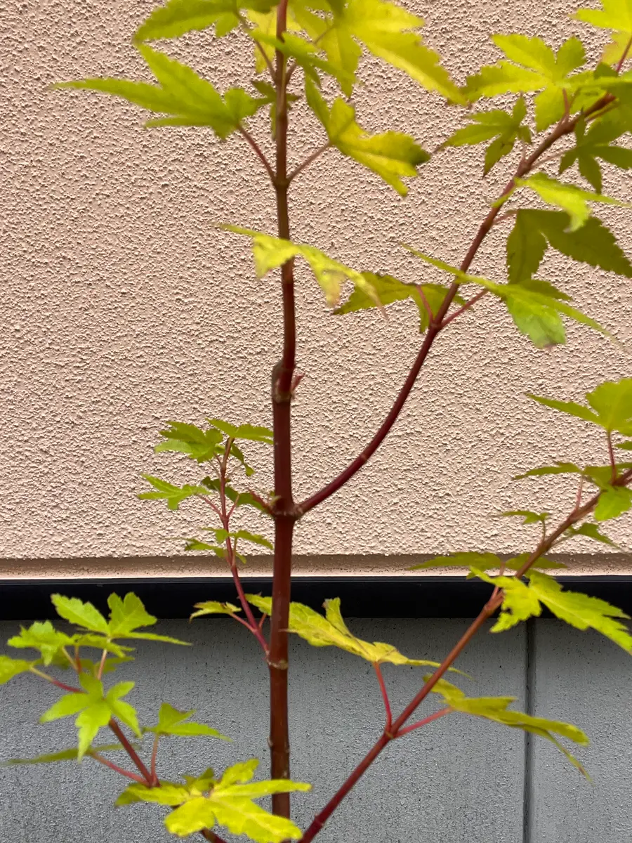 イロハモミジの茜です。今年園芸店で2000円程で購入しました