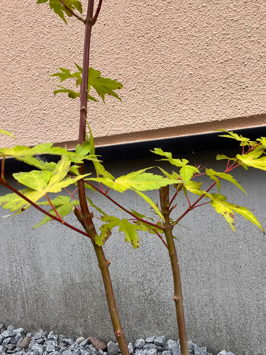 イロハモミジの茜です。今年園芸店で2000円程で購入しました