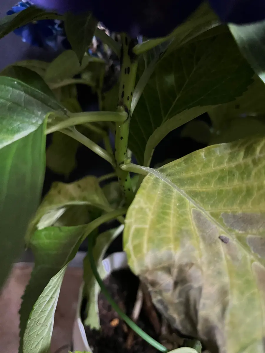 紫陽花 黒い 斑点