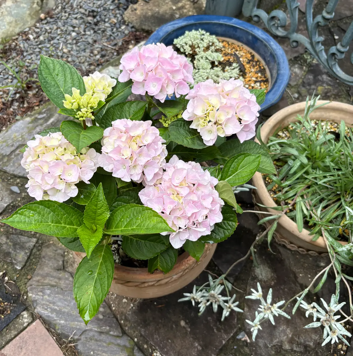 紫陽花様　M〜L 3kg お住まい教えてください。 引越し祝いプレゼント あじさい[花鉢ギフト]紫陽花 パープル