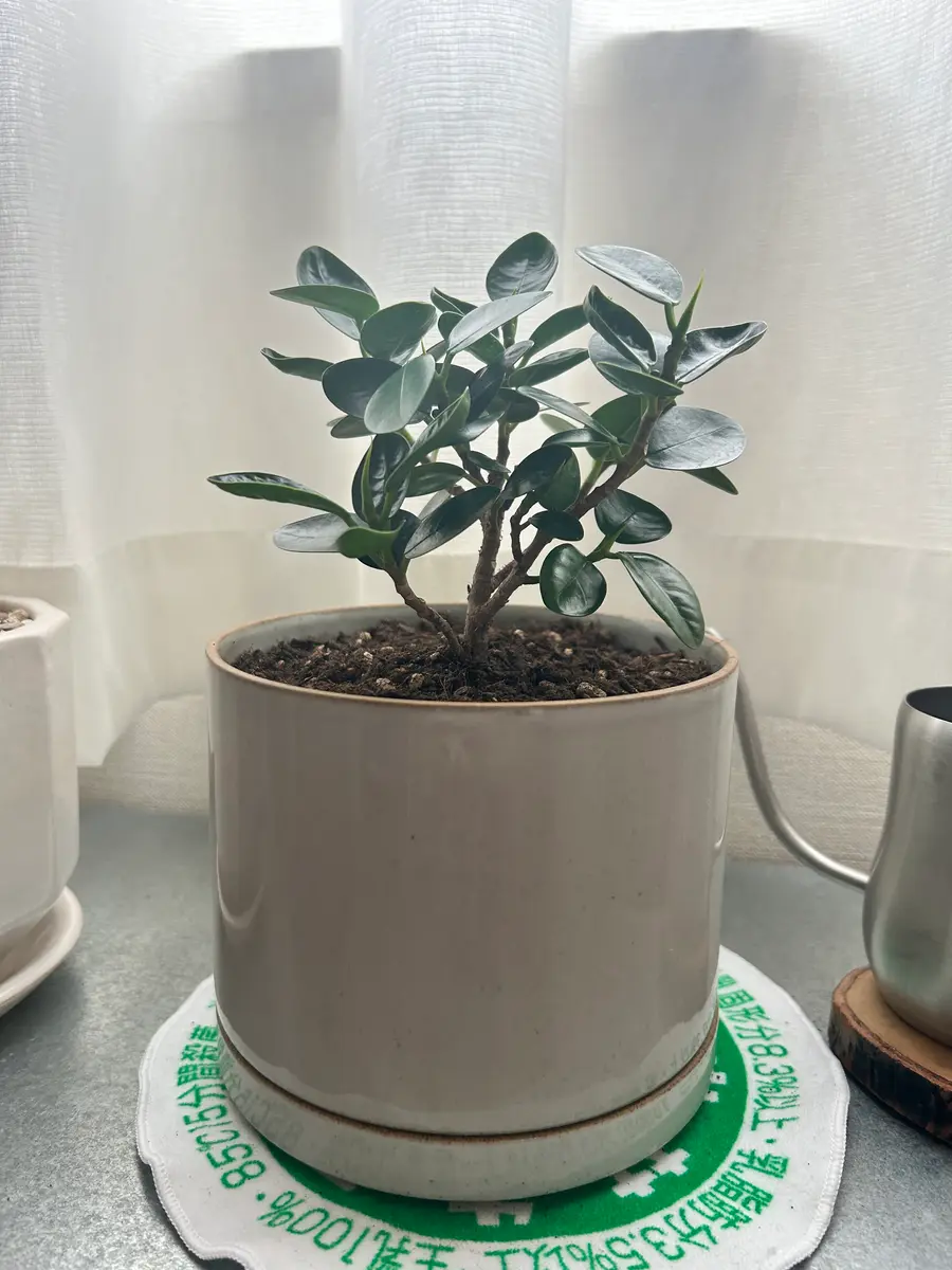 パンダガジュマルの土の乾きと植え替えについて土の水捌けが悪