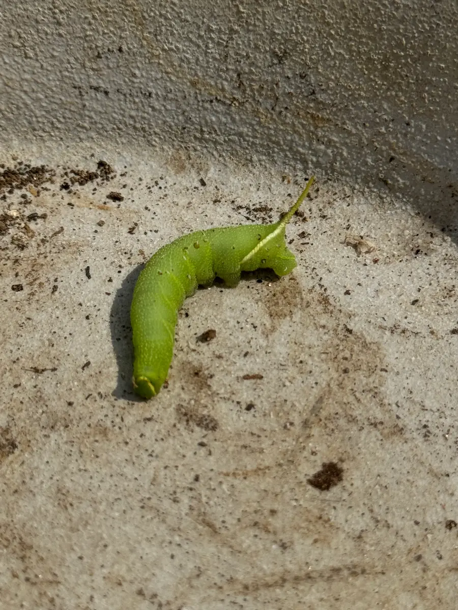 この青虫はなんの青虫ですか？オリーブの枝に上手に隠れていて