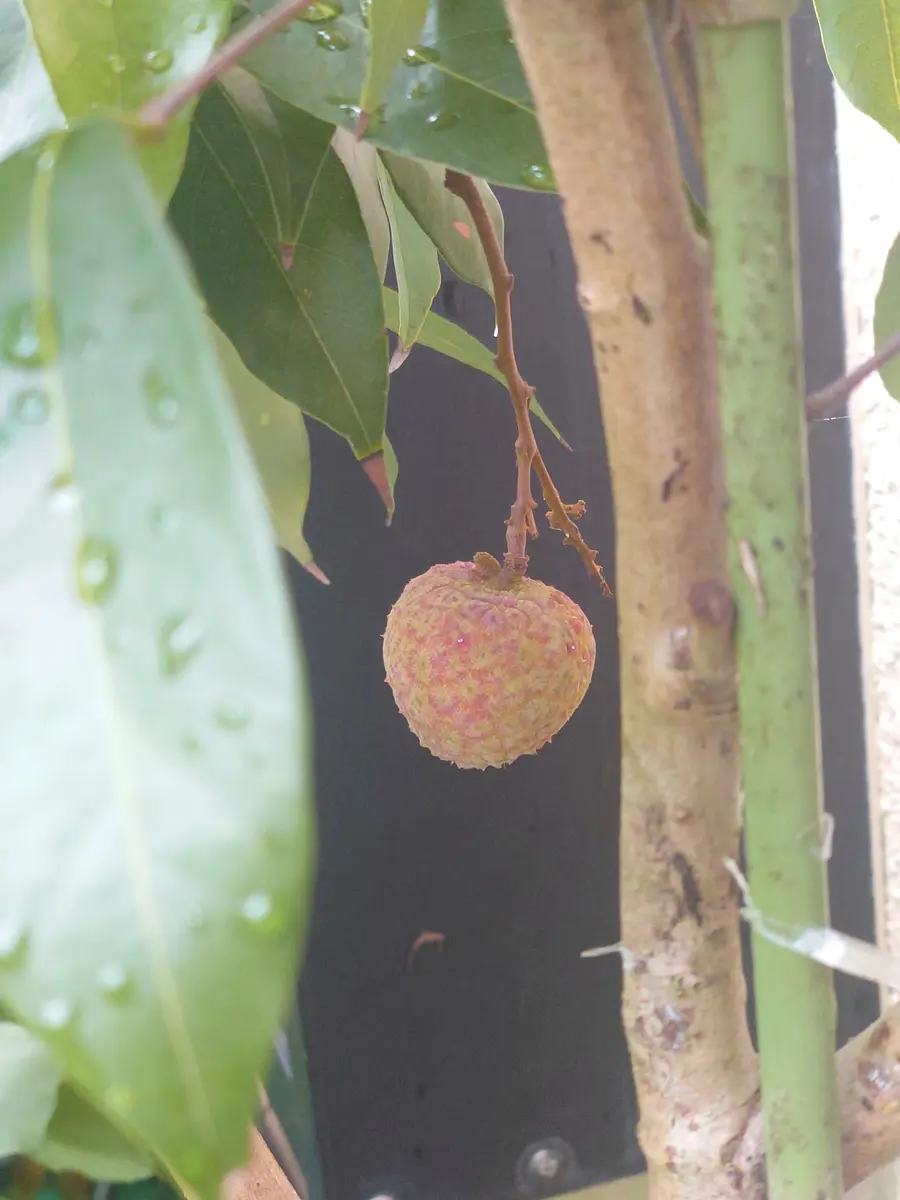 ライチの収穫時期についてライチ(ジャパカット種)にいくつか実