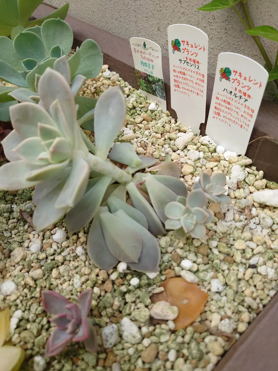 多肉植物の葉がポロポロ落ちてしまいますこれは何が原因なの｜園芸