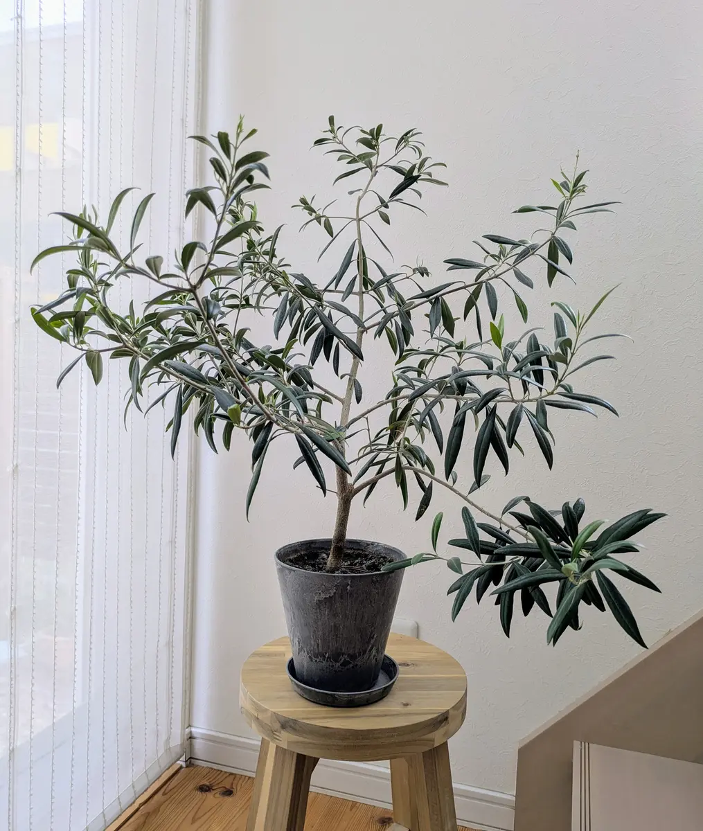 お家の中で育てているオリーブの枝が伸びてきていて、場所に困