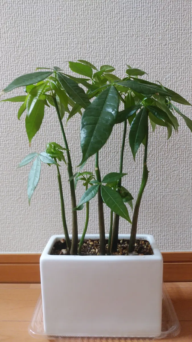 いつもお世話になっております。今回は育てかたを教えていただ